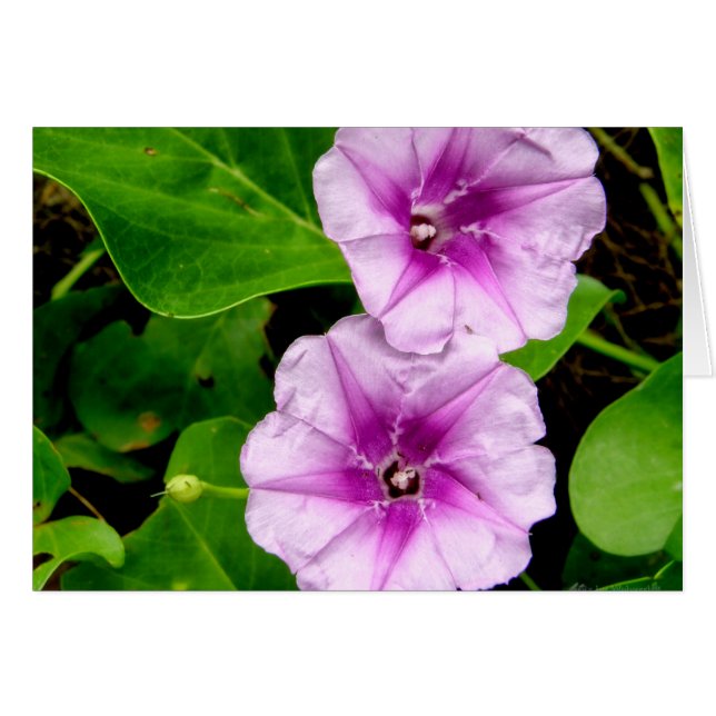 Manhã Glórias no Cartão Krabi (Frente Horizontal)