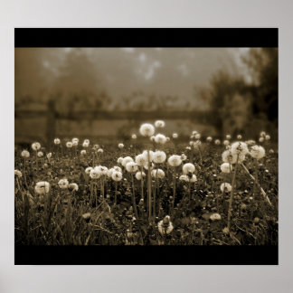 Manhã Mist Dandelions poster