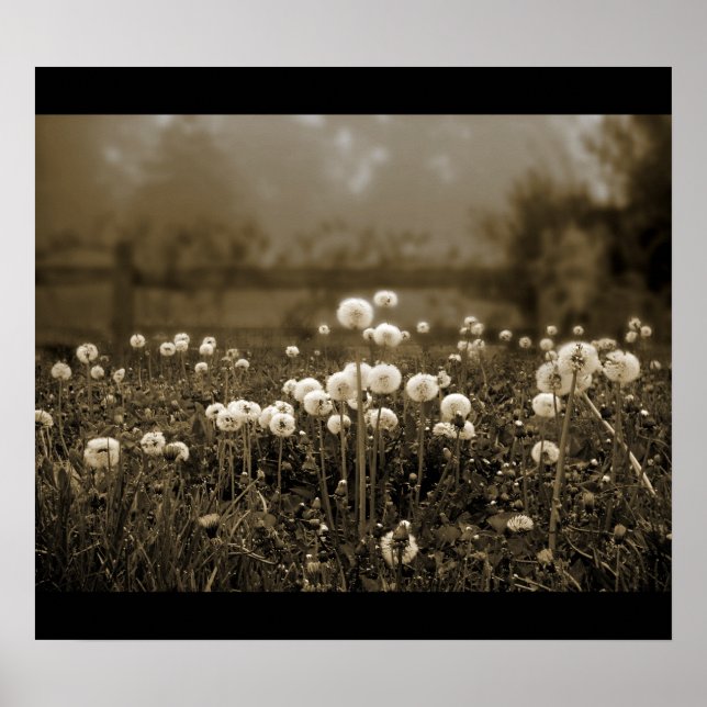 Manhã Mist Dandelions poster (Frente)