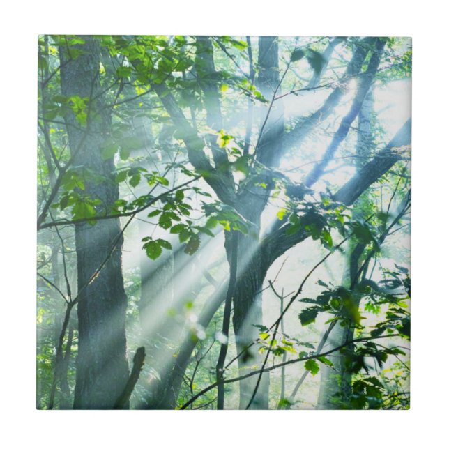 Manhã na floresta (Frente)