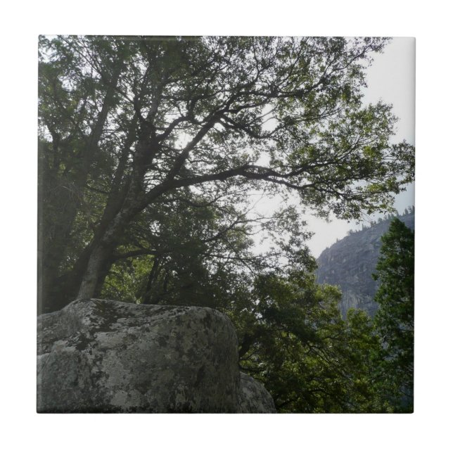 Manhã na trilha para as quedas vernais em Yosemite (Frente)