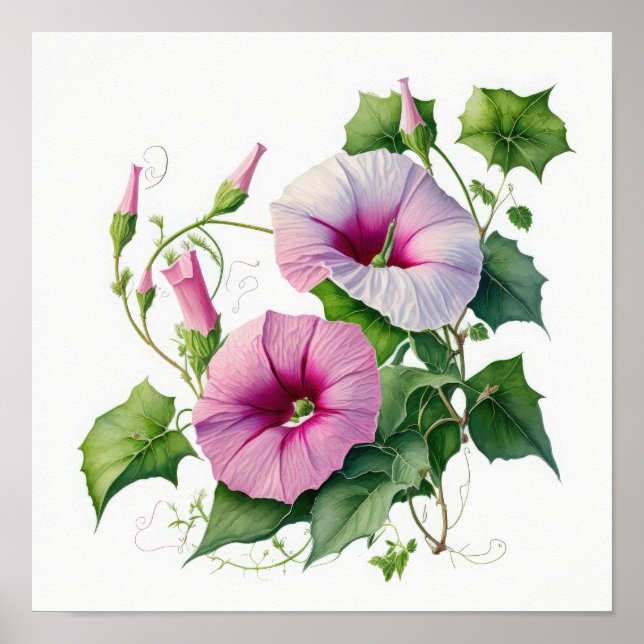Manhã Rosa Glória Flores Impressão (Frente)