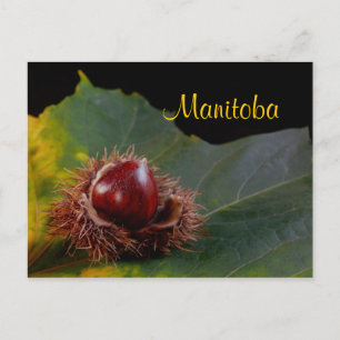 Manitoba, Cartão Postal de Folha de Outono Com Noz