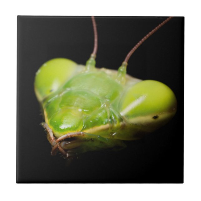 Mansite de oração (Frente)