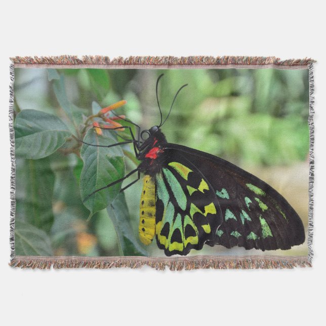 Manta Bela Borboleta (Frente)