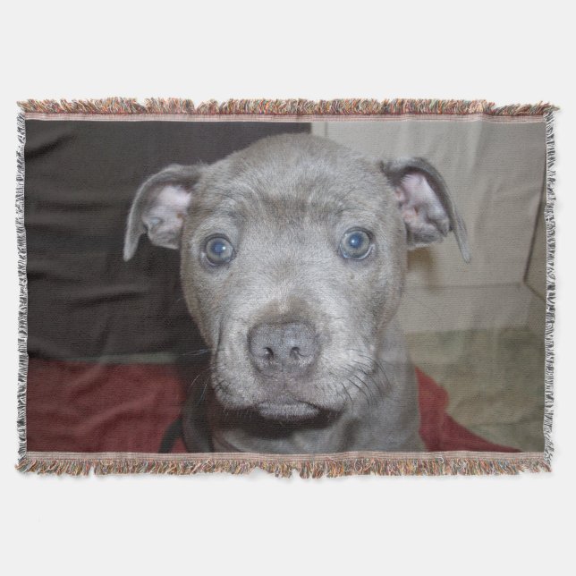 Manta Blue Staffordshire Bull Terrier Puppy (Frente)