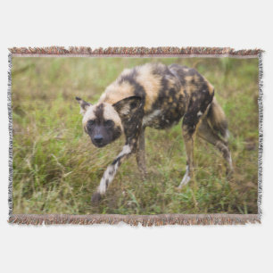 Manta Cão selvagem africano (Lycaon Pictus), jogo de
