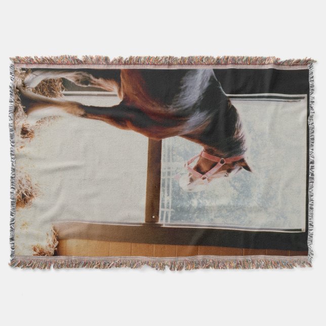 Manta Clydesdale (Frente)