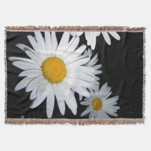 Manta Daisies