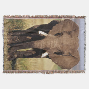Manta Elefante-da-savana-africano