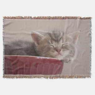 Manta Gatinho que dorme em uma bacia