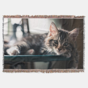 Manta Gato de gato malhado masculino novo 2
