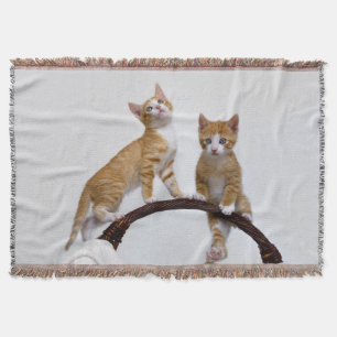 Manta Gatos Bons Gatinhos Engraçados Foto De Gym -