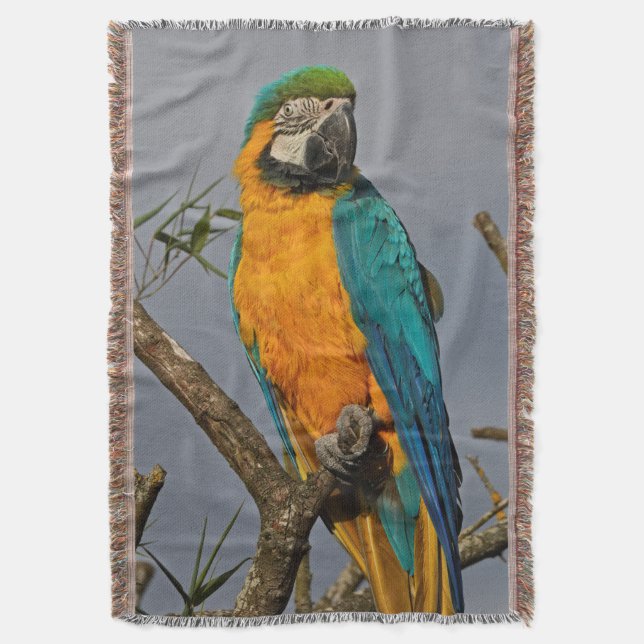 Manta Glândula Azul Goldie (Frente Vertical)