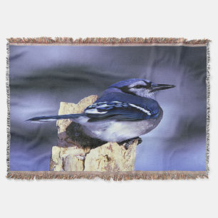 Manta Jay azul bonito