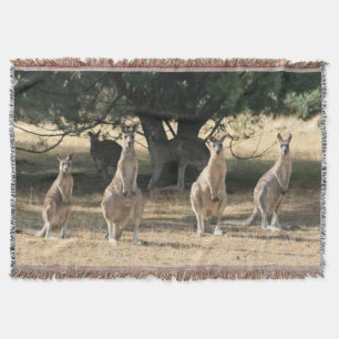 Manta Kangaroos em pé em uma linha australiana