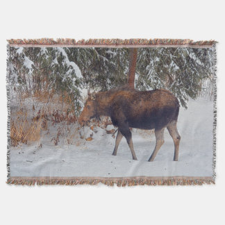 Manta Mose Selvagem Canadiana na Neve de inverno IV