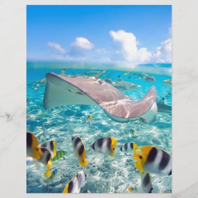 Manta Ray (Frente)