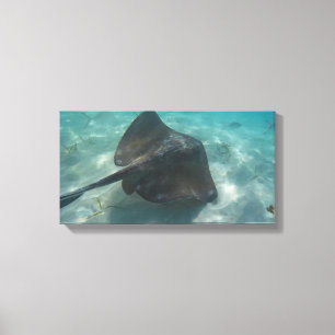 MANTA RAY NA CANVAS 20 "x 16"