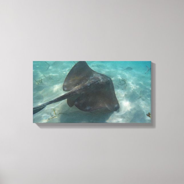 MANTA RAY NA CANVAS 20 "x 16" (Frente)