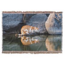 Reflexão Gato na Foto Engraçada em Água Pond -