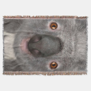 Manta Urso Coala