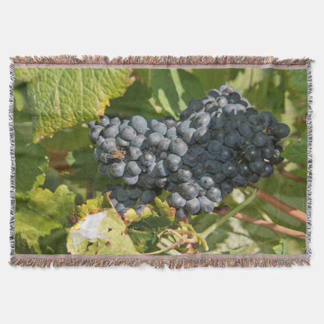 Manta Uruguai, Montevidéu, Área Colon. Bodegas (Frente)