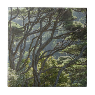 Manuka Tree Forest Nova Zelândia