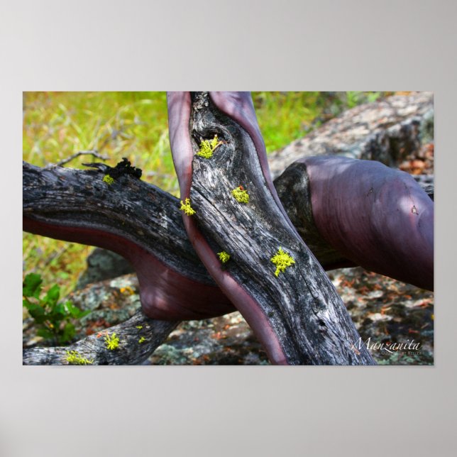 Manzanita Poster (Frente)