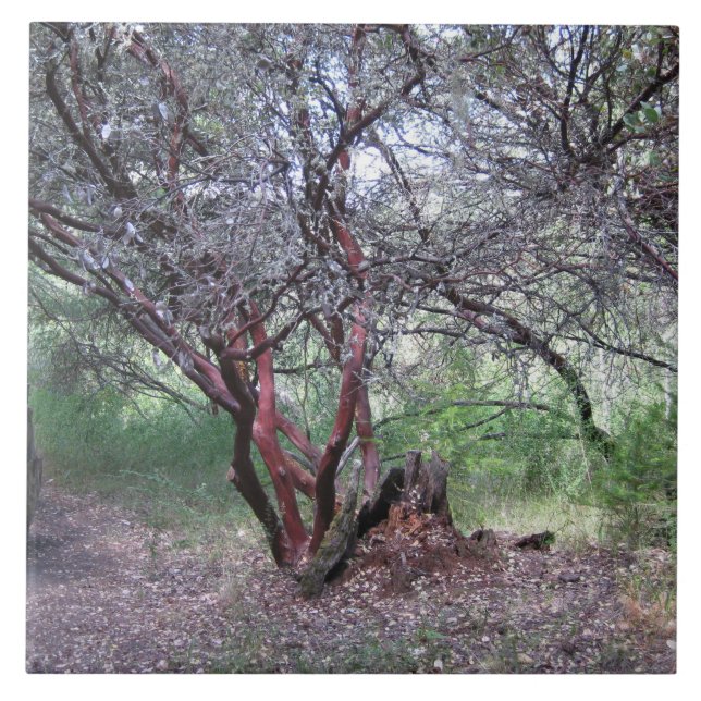 Manzanita Tree (Frente)