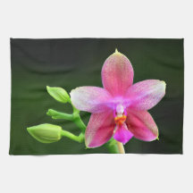 Phalaenopsis liodoro toalha de cozinha 40,6cm x