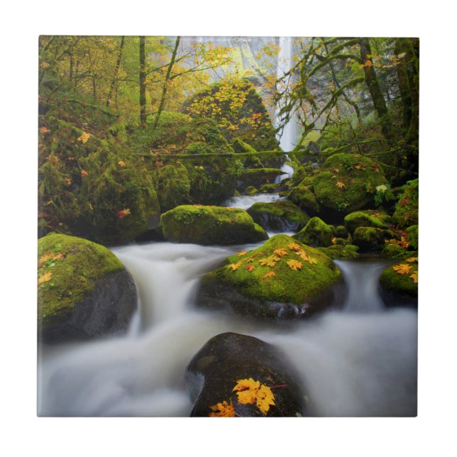 Mapeamento de Folhas de Bigleaf do McCord| Columbi (Frente)