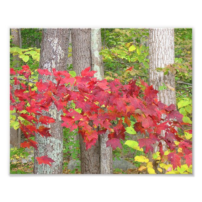 Mapeando Folhas No Impressão de Foto Do Outono (Frente)