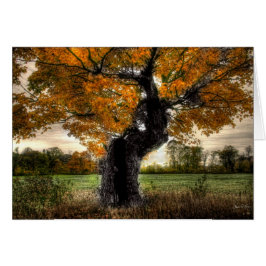 Maple Giant: cartão