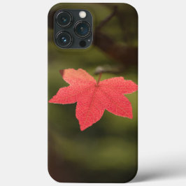 Maple Leaf Nature Photo