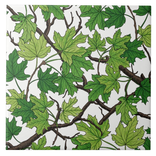 Maple leaves on white (Frente)