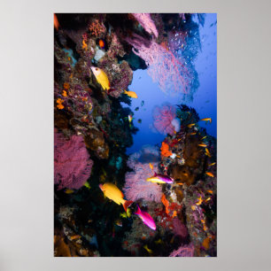 Mar coral - peixes & recife tropicais - poster