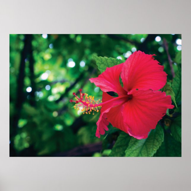 Mar Pacifico Flor 28" x Poster de 20" (Frente)