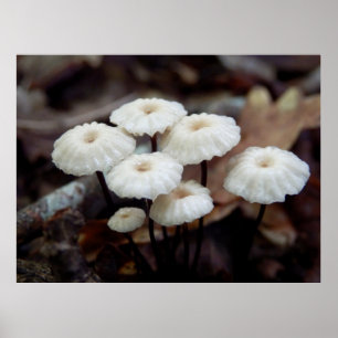 Marasmius rotul um Poster do Cogumelo