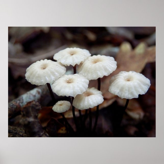 Marasmius rotul um Poster do Cogumelo (Frente)