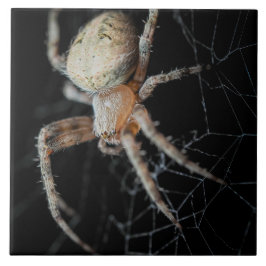 Maravilha do Fechamento: Aranha-do-jardim europeia