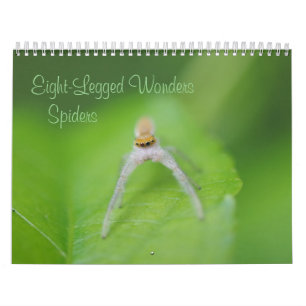 Maravilhas de oito pernas - Calendário de aranhas