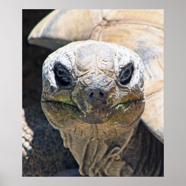 Maravilhoso Poster de Tartaruga! (Frente)