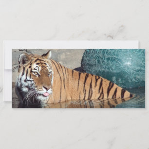 Marcador da foto do tigre de Bengal