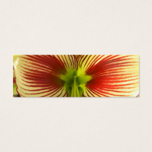 Marcador do Amaryllis da borboleta