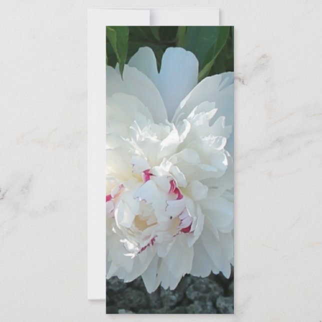 Marcar de Peonia Romântica (Frente)