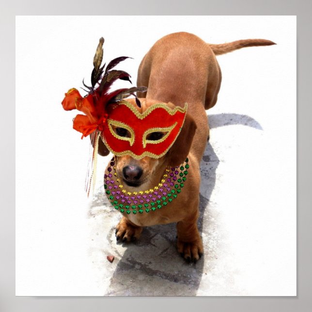 Mardi Gras Dachshund poster (Frente)