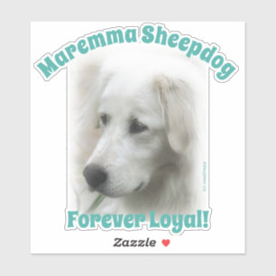 Maremma sheepdog Para sempre Um adesivo Real Trans