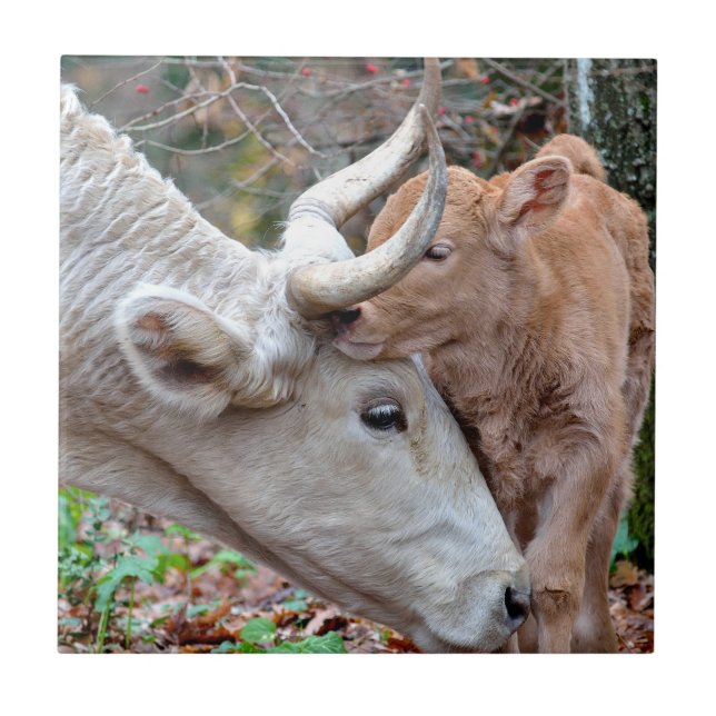 Maremmana Cow e Calf (Frente)