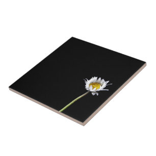 Margarida